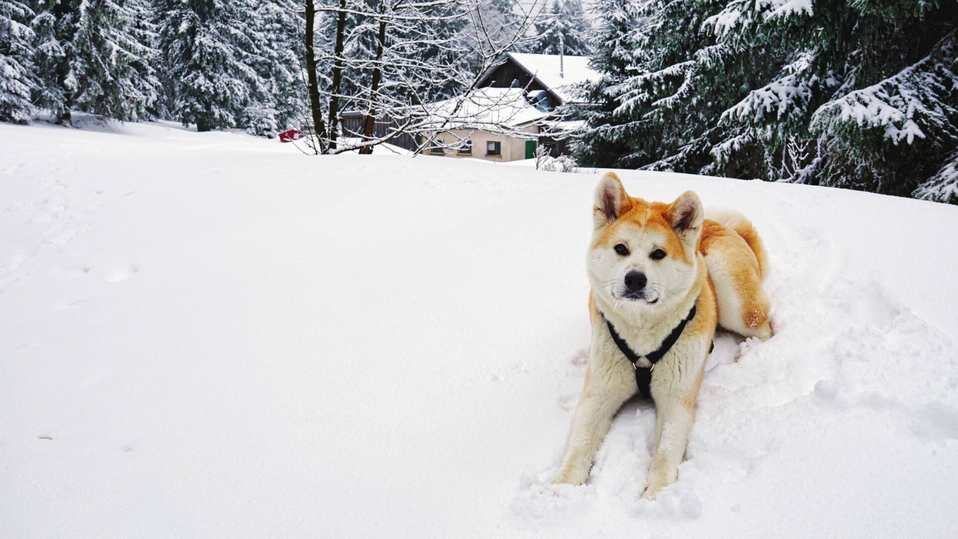 Rundwanderung zum Schneeberg Home