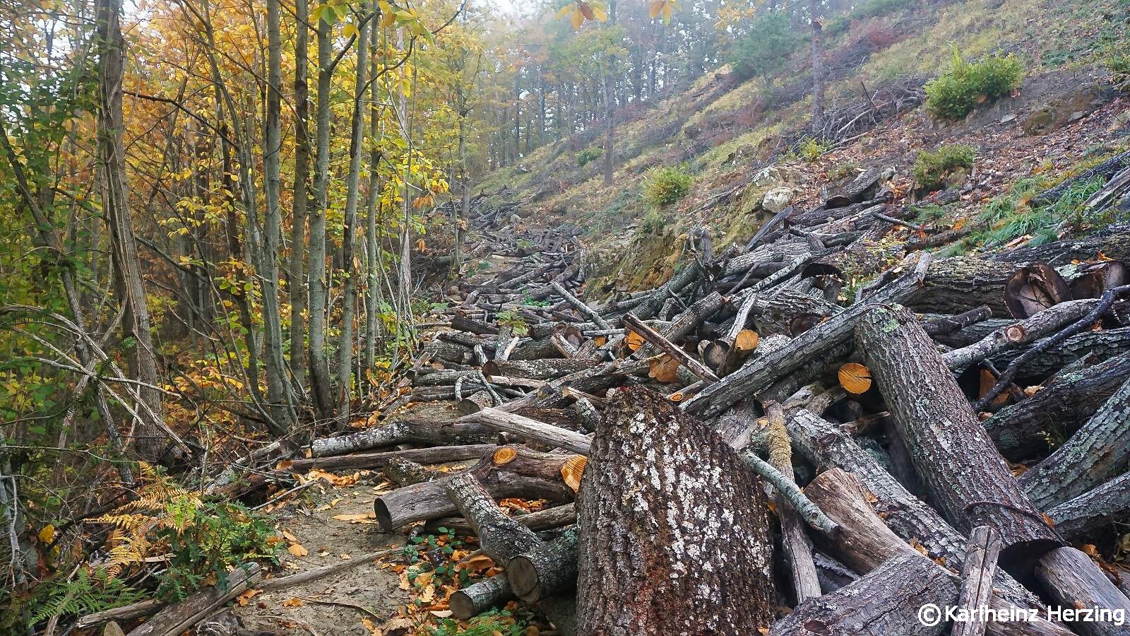 Franziskusweg eichenstaemme