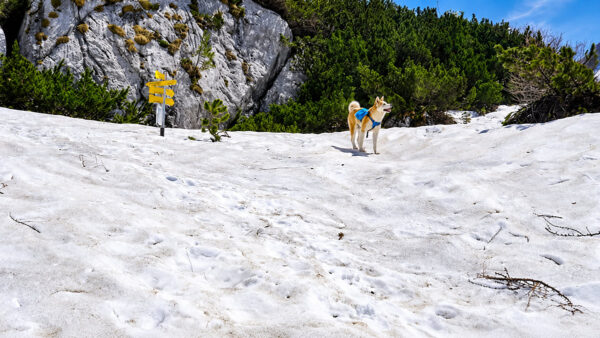 Hoch oben - eine geschlossene Schneedecke