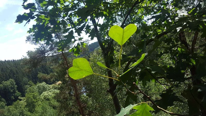 Herzförmige Blätter