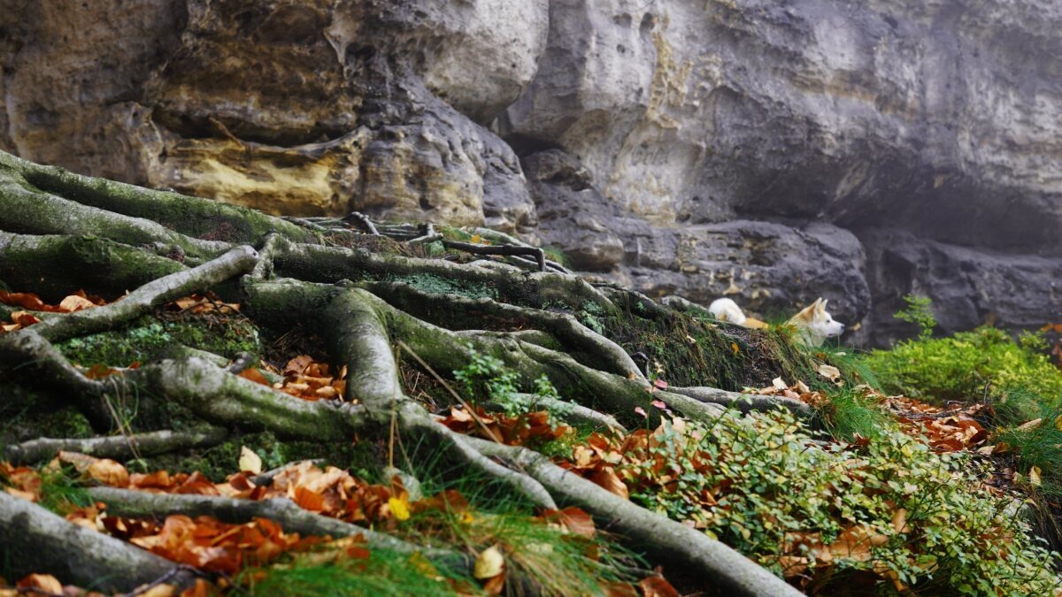 Elbsandsteingebirge Weg