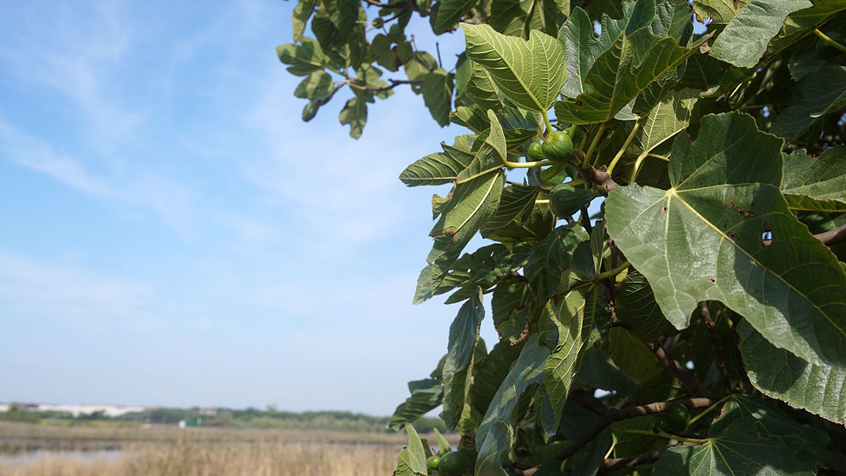Gafanha-da-Boa-Hora-Feigen