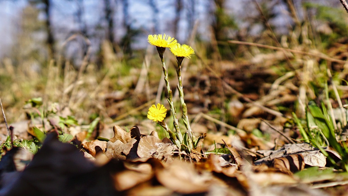 blume glashuetten new