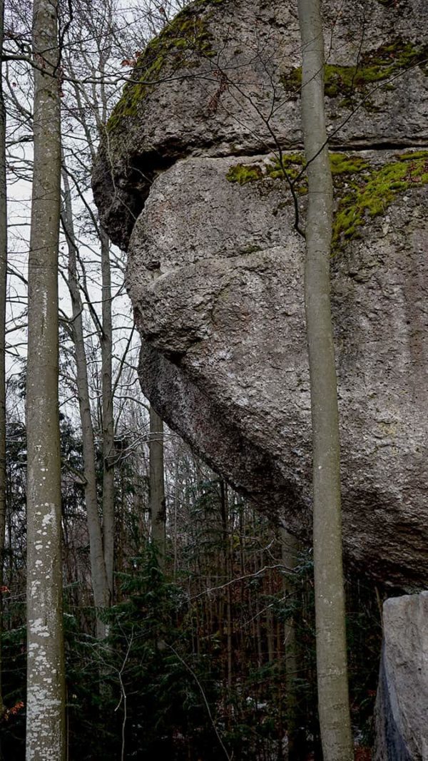 Der Waldkopf
