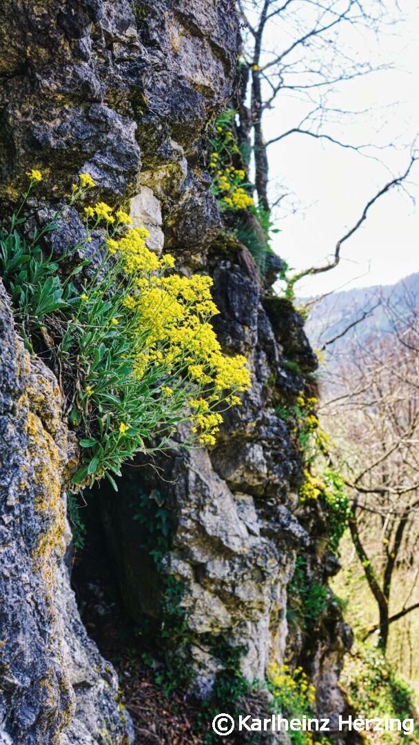Blumen beim Mehlbeerensteig