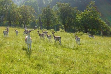 rehe waberla new