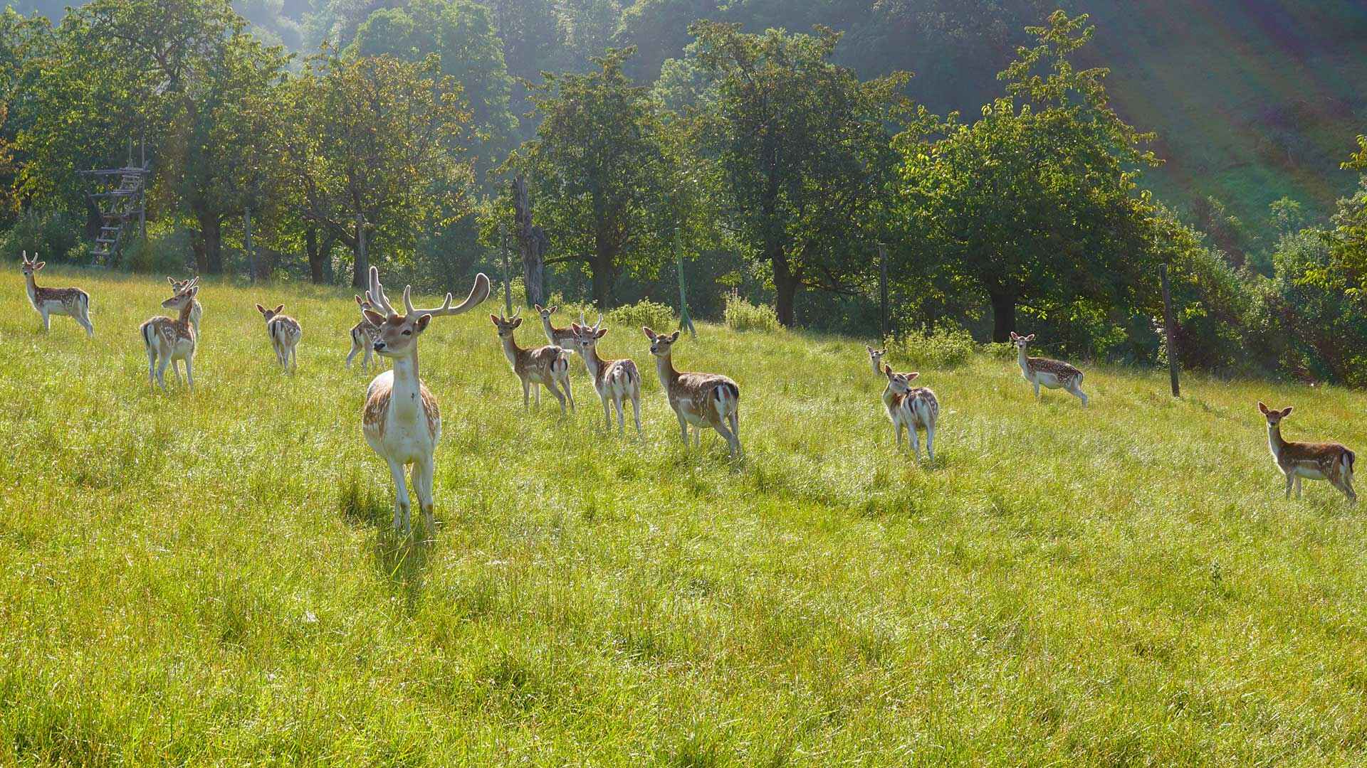 rehe waberla new