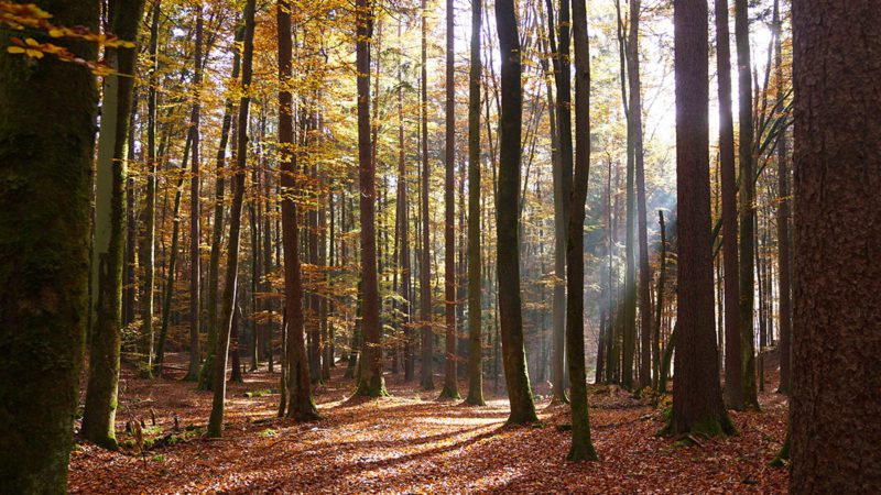 Herbstlicher Wald in der Fränkischen Schweiz