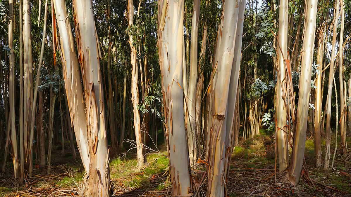 Typische Eukalyptusbäume bei Costa de Lavos