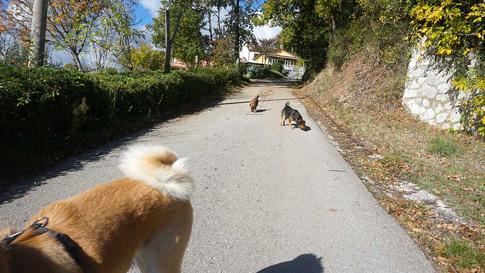 Kleine Hunde beim Franziskusweg
