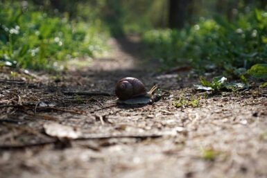 ailsbachtal schnecke new