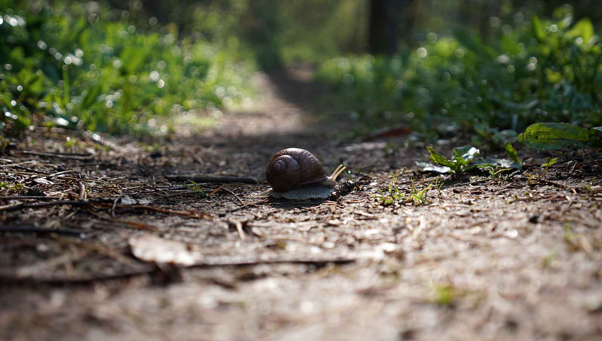 ailsbachtal schnecke new