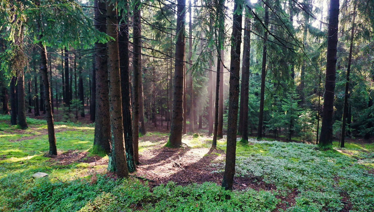 Im Glashüttener Wald