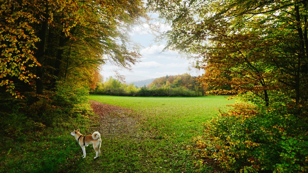 fraenkische schweiz tag zwei landschaft laubwald