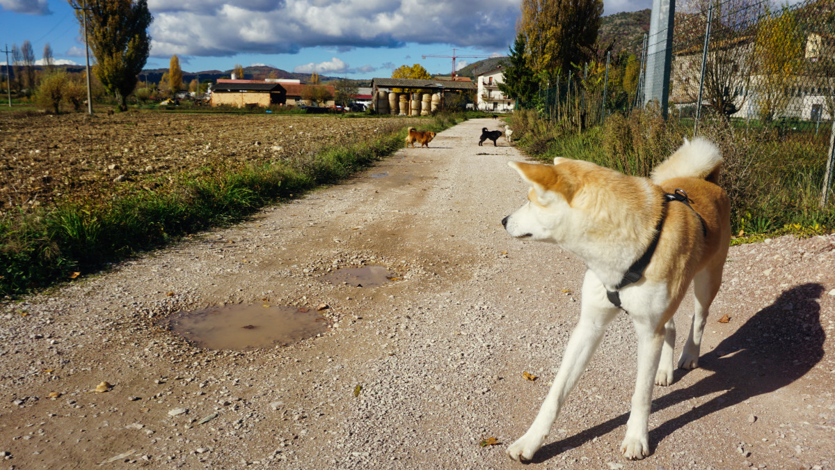 franziskusweg tag vier yuki