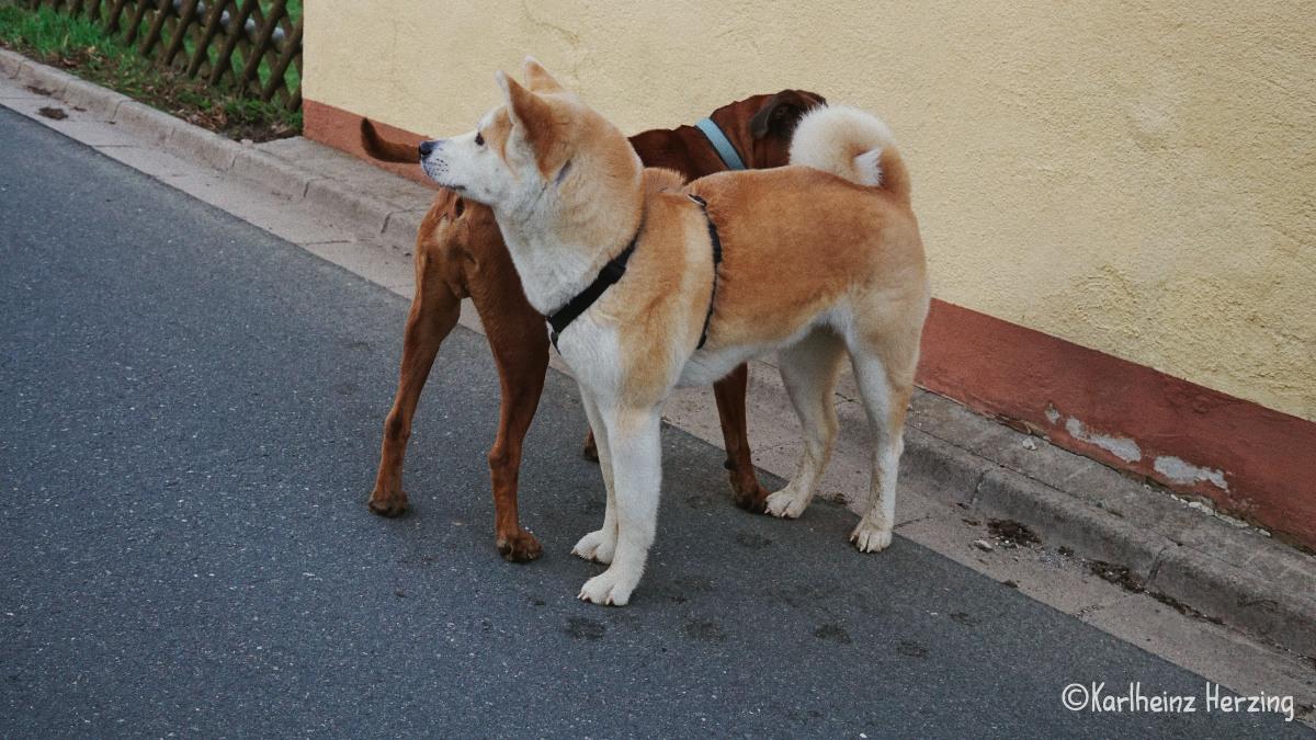 Yuki begrüßt einen Hund in Wohnsgehaig