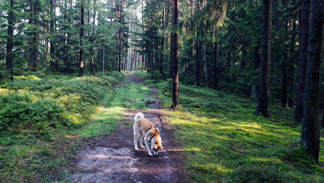 glashuettener wald