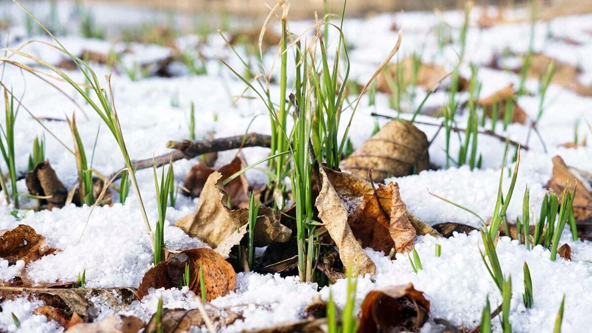 venzka gras