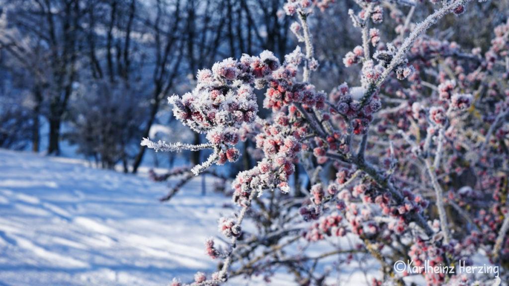 wacholder wanderweg frost
