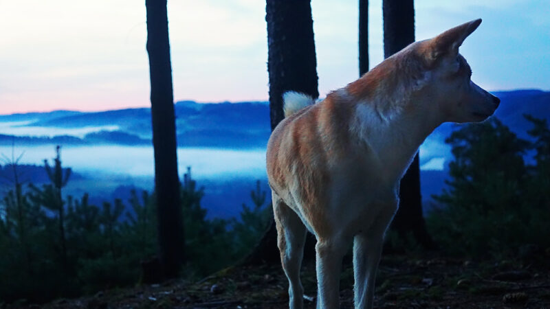 yuki hohewartestausee wacht