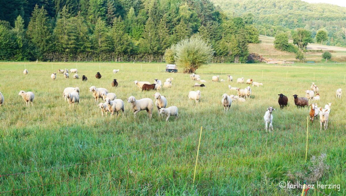 Freundliche Schafe bei Schweintal