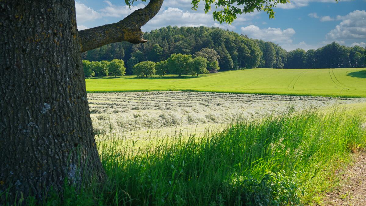 Plech-Eibgrat-Wiese