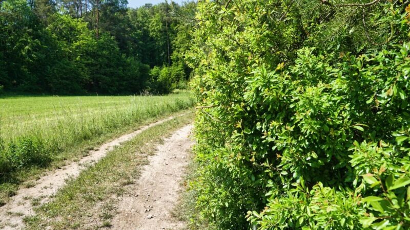 plech eibgrat feldhecke new