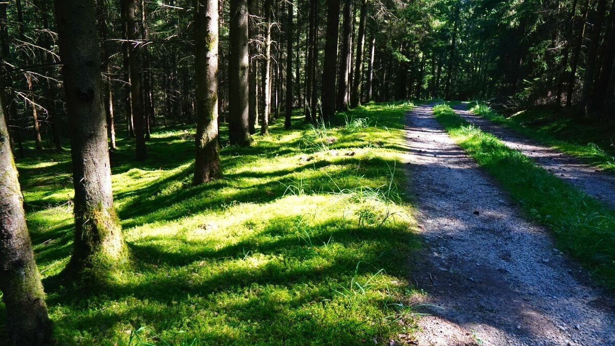 neusig waldweg 1