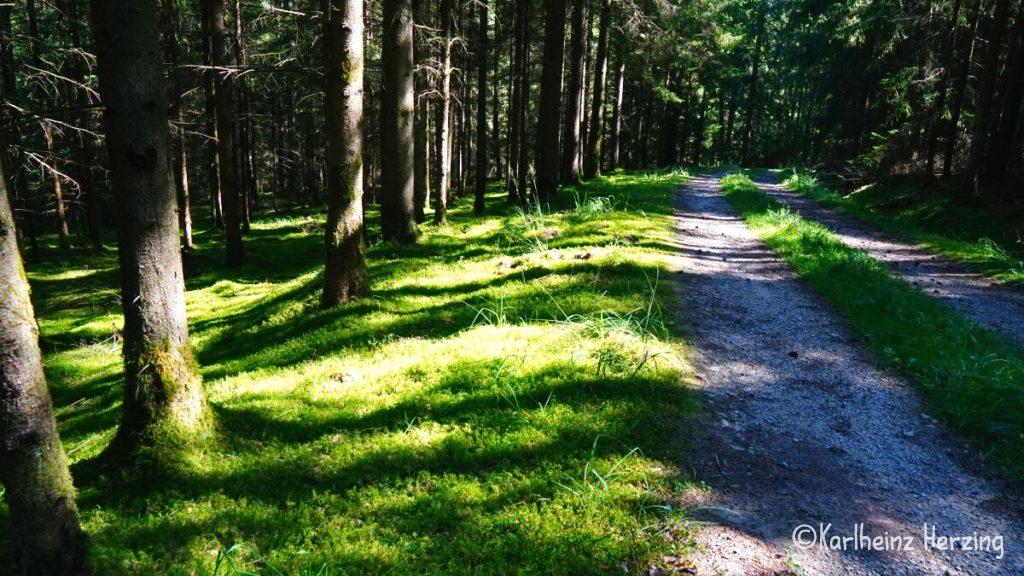 Neusig Waldweg