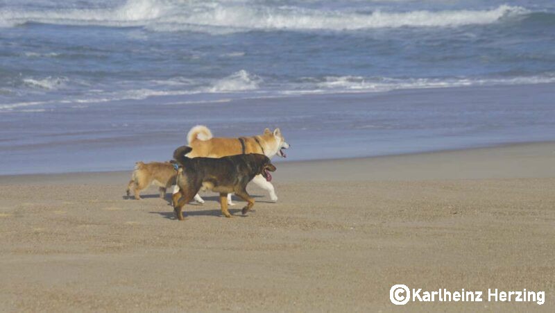 hunde portugal strandlauf