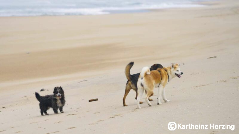 hunde portugal strandlauf freunde