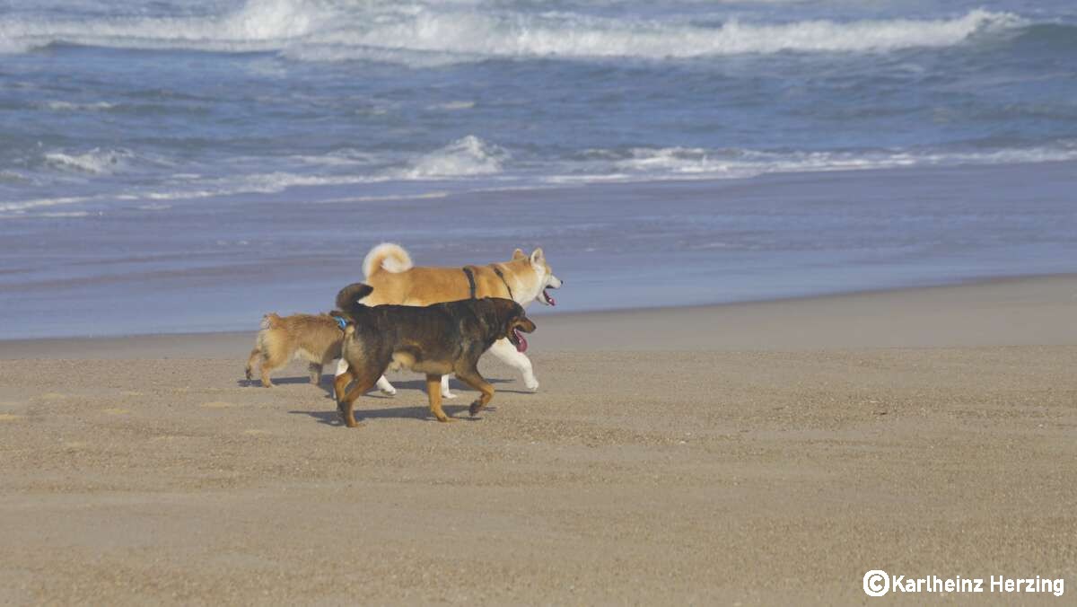 hunde portugal strandlauf