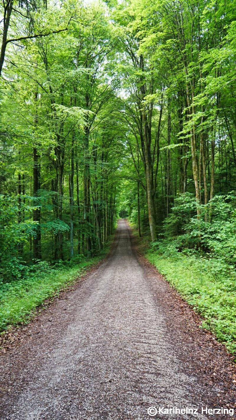 waischenfeld goessweinstein waldweg