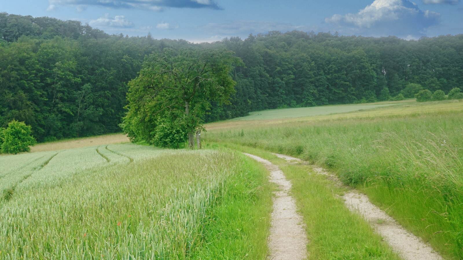 7 tage wiese new