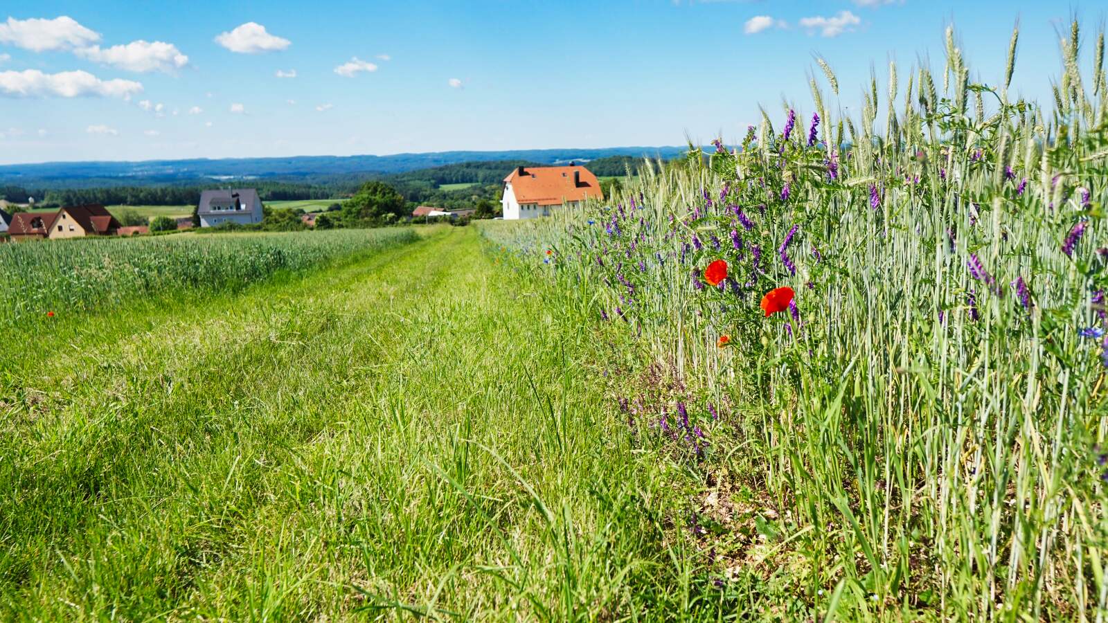 Waischenfeld Hohenmirsberg Wiese