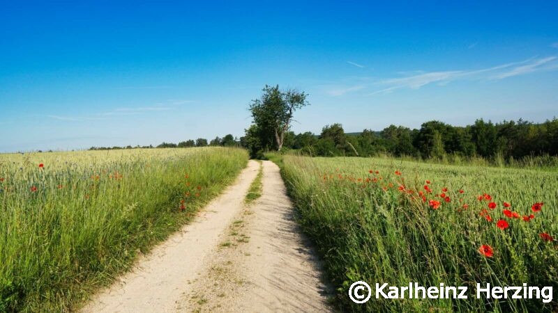 Waischenfeld Hohenmirsberg Wirtschaftsweg Blumen