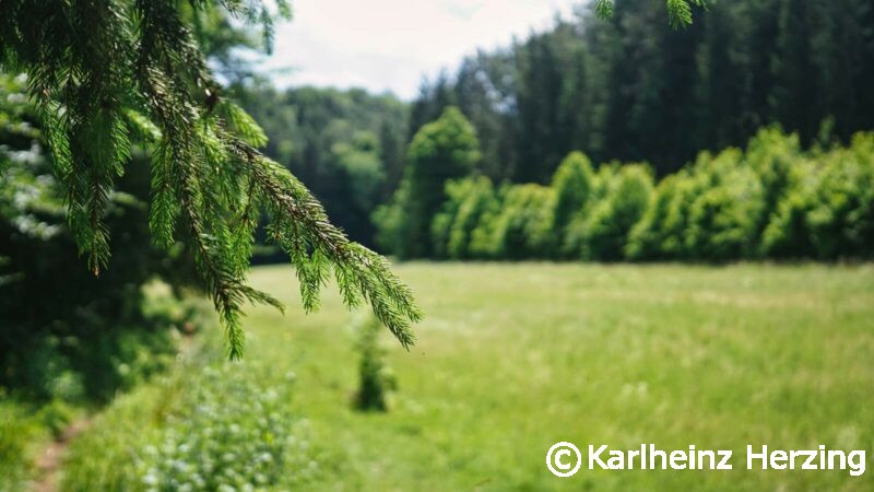 Hohenstein Vorra Zweig