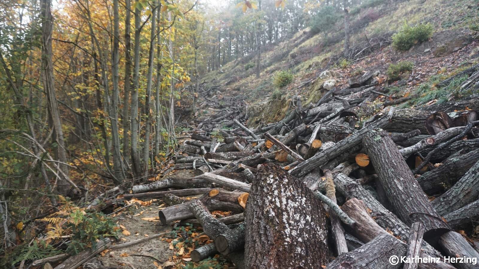 Franziskusweg eichenstaemme