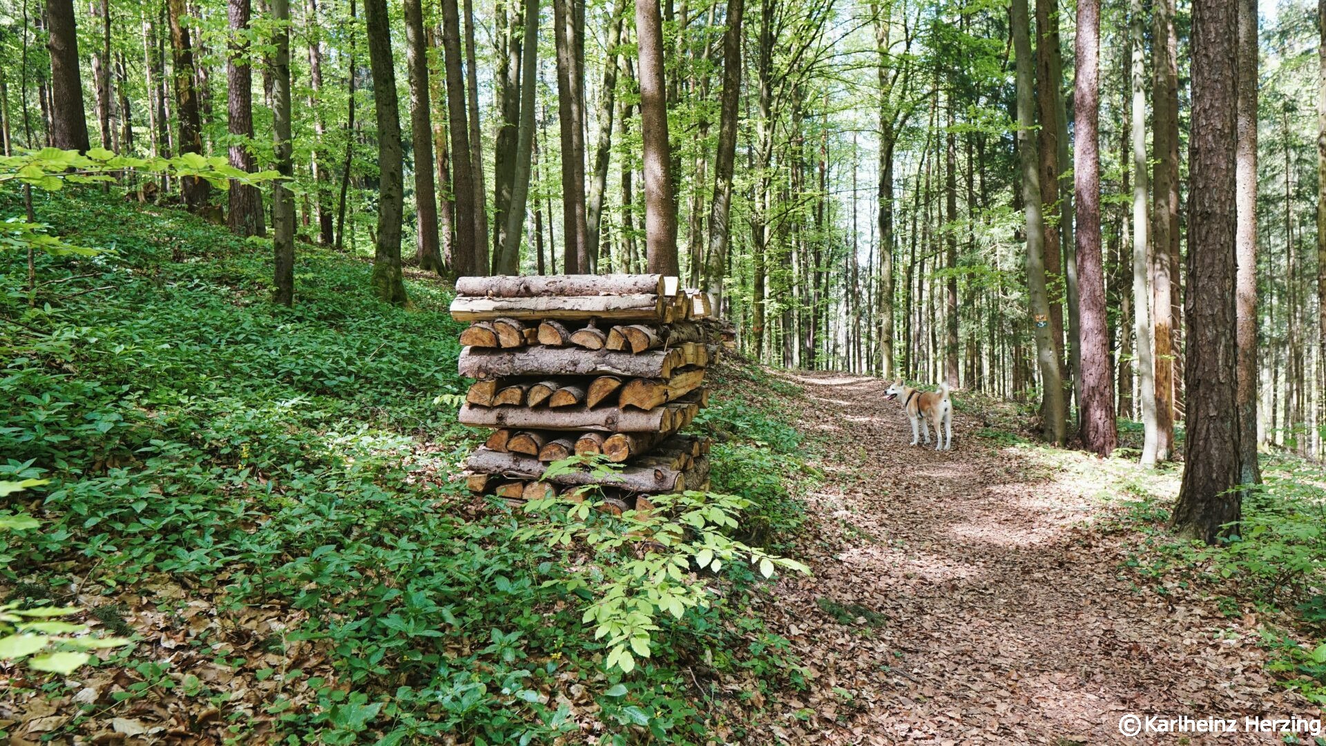 Ezelwang Neukirchen Holz