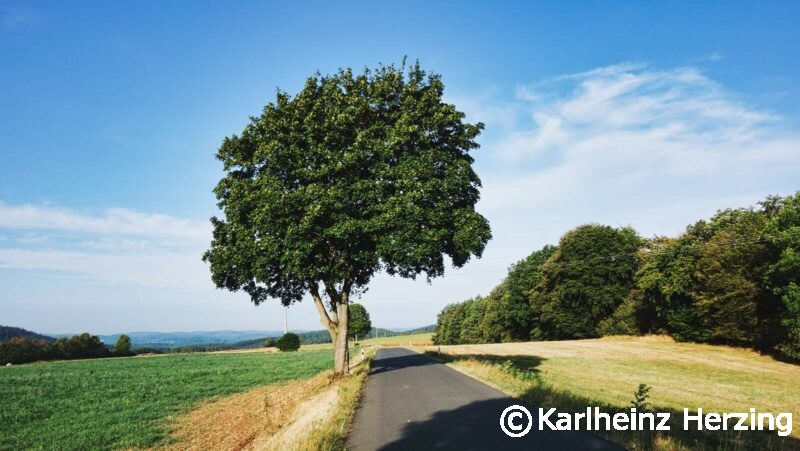 Kirchahorn Pottenstein Baum