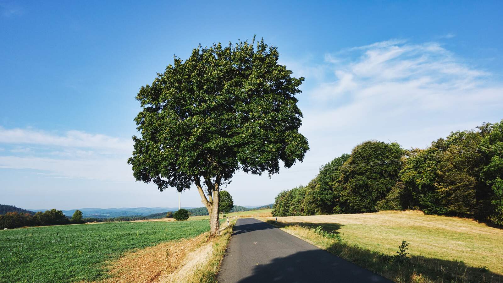 Kirchahorn Pottenstein Baum neu