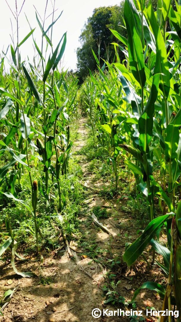 oestlicher albrandweg maisfeld tag fuenf