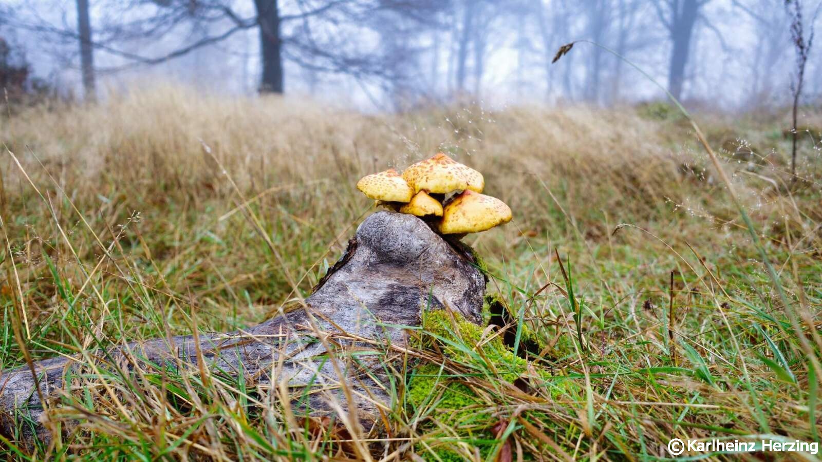 pilz rennsteig