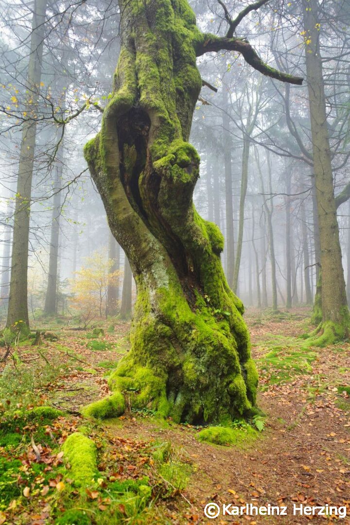 rennsteig baum