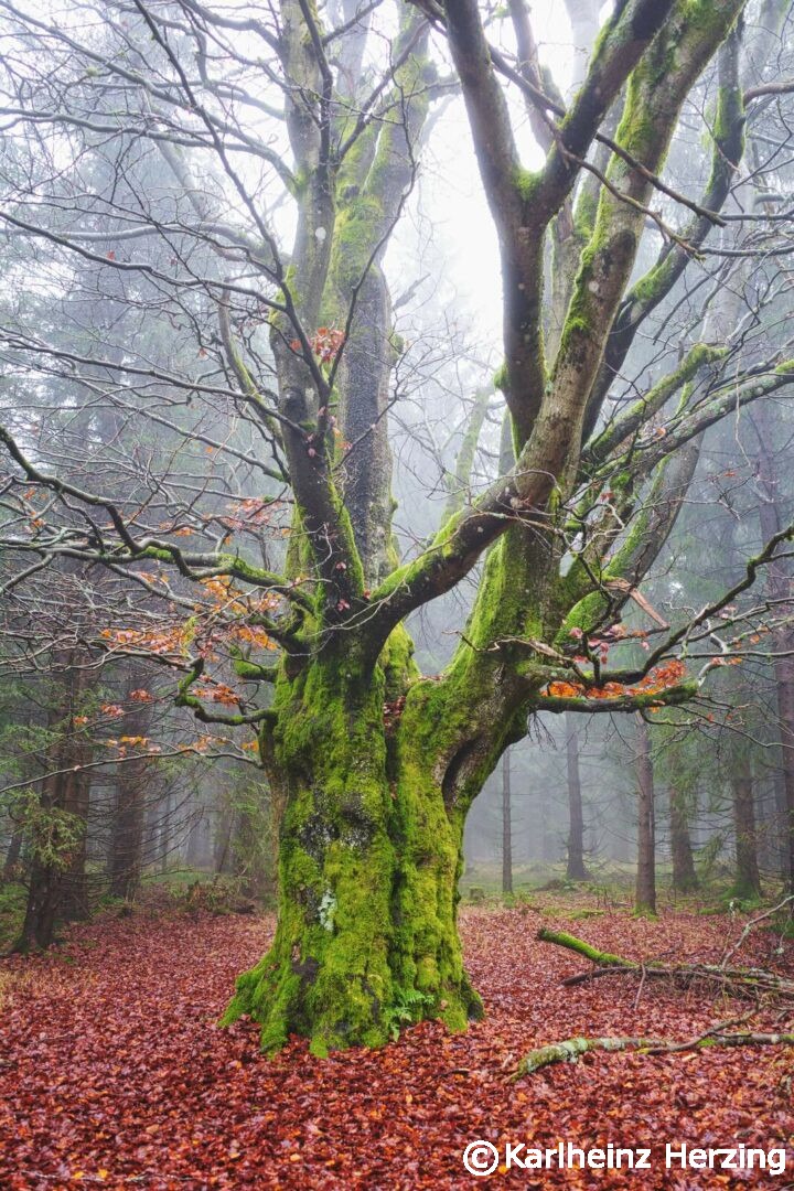 rennsteig baum02