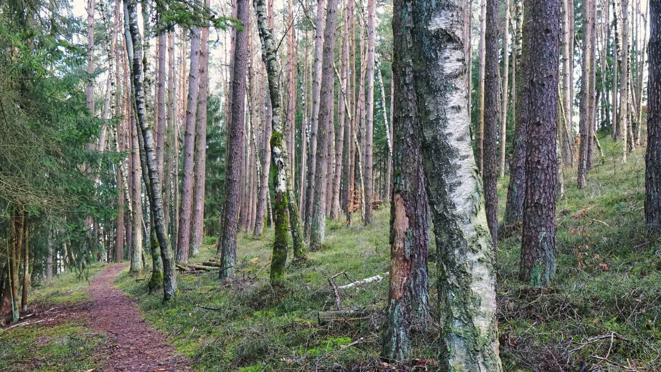 culmweg wald new
