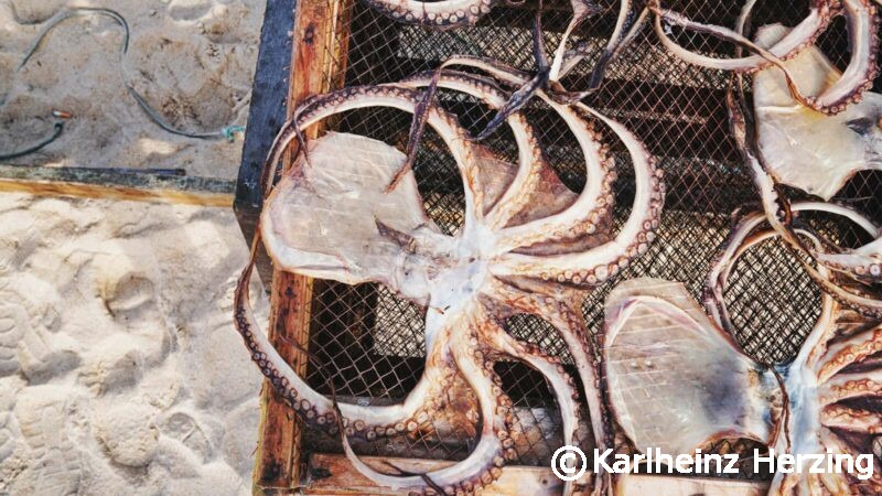 nazare trockenfisch octopus 00