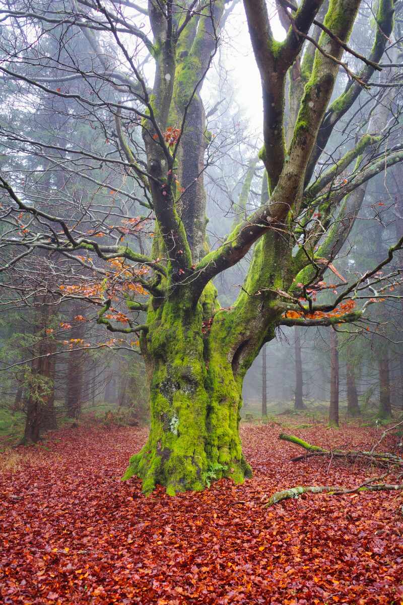 rennsteig baum drei new