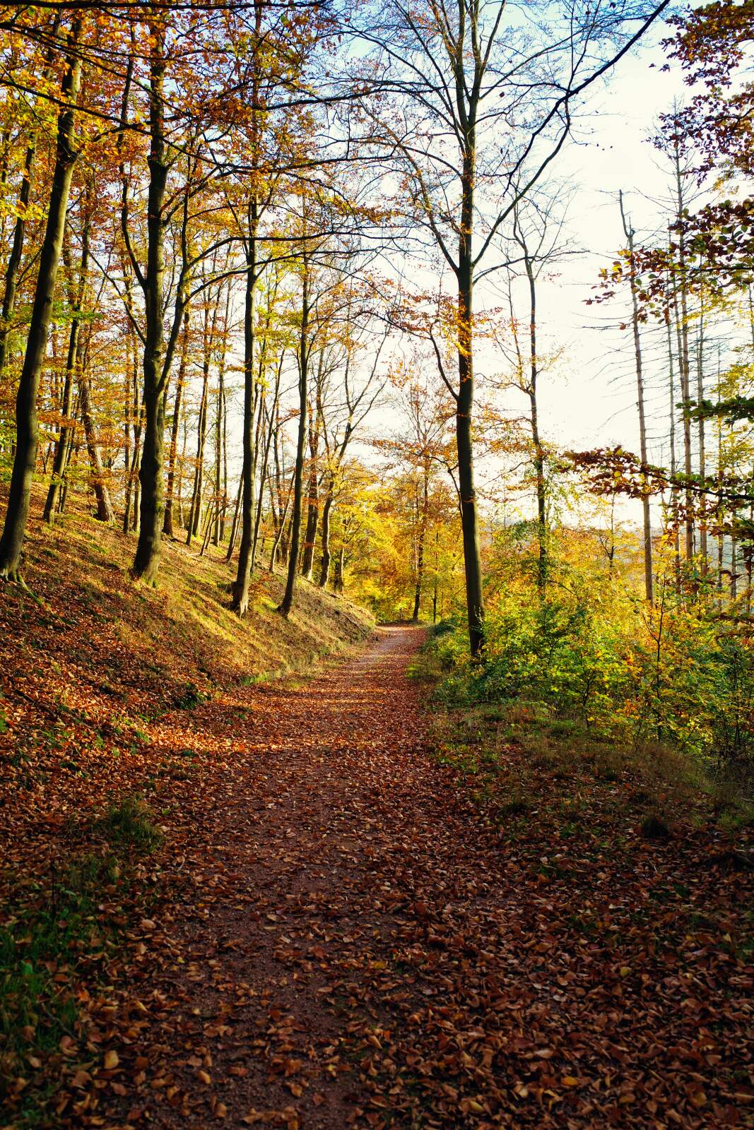 rennsteig laubwald hoerschel