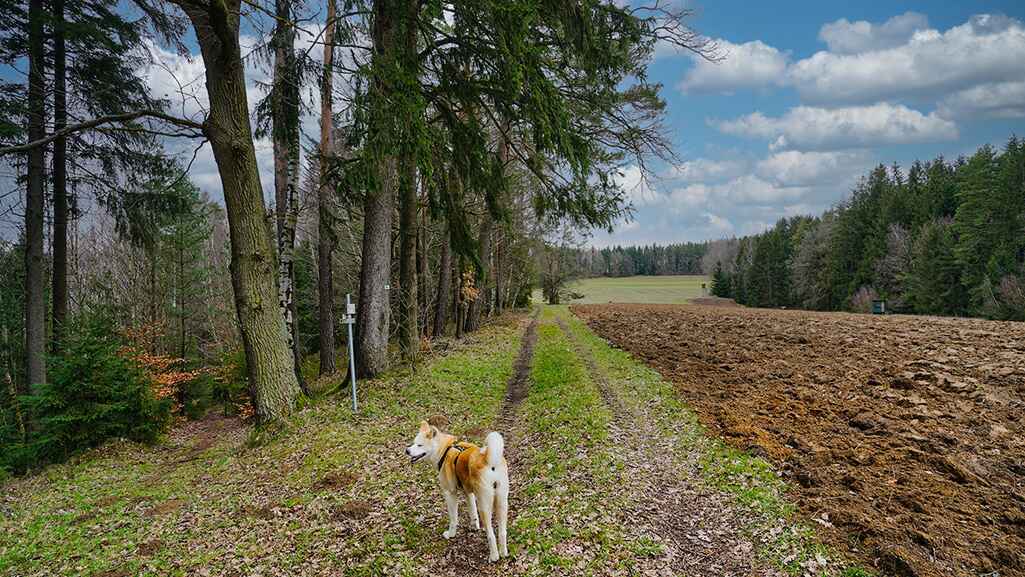 salzleckenweg yuki new